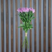 Хризантема Этруско