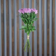 Хризантема Этруско