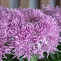 Хризантема Этруско