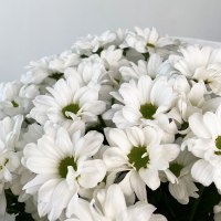 Букет из 9 хризантем