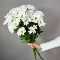 Букет из 5 кустовых хризантем