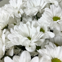 Букет из 5 кустовых хризантем