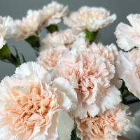 Букет из 15 гвоздик