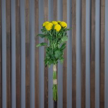 Хризантема Момоко