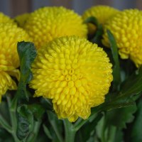 Хризантема Момоко