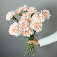 Букет из 7 гвоздик