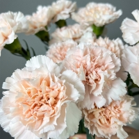 Букет из 7 гвоздик