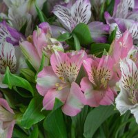 Альстромерия