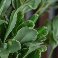 Питтоспорум