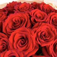 Букет из 25 красных роз 