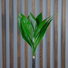 Аспидистра