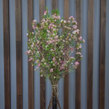 Хамелациум