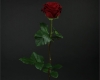 Роза 60 см