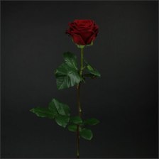 Роза 60 см