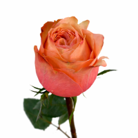 Роза микс 60 см