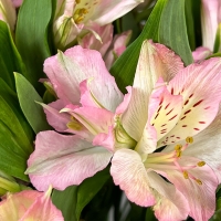 Букет с альстромерией