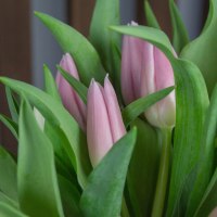 Тюльпан (цвет по согласованию)