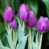 Тюльпан (цвет по согласованию)