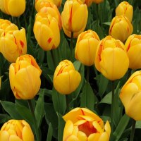 Тюльпан (цвет по согласованию)