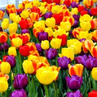 Тюльпан (цвет по согласованию)