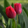 Тюльпан (цвет по согласованию)