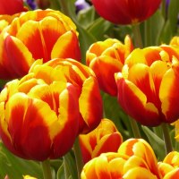 Тюльпан (цвет по согласованию)