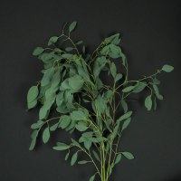 Эвкалипт Populus