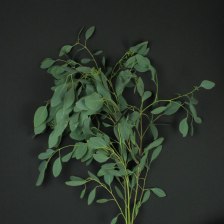 Эвкалипт Populus