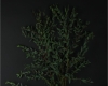 Эвкалипт Рarvifolia