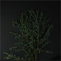 Эвкалипт Рarvifolia