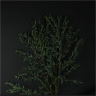 Эвкалипт Рarvifolia