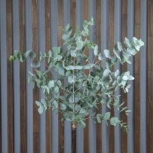 Эвкалипт Сinerea