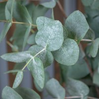 Эвкалипт Сinerea