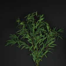 Эвкалипт Nicholii