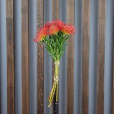 Леукоспермум