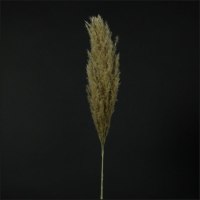 Кортадерия