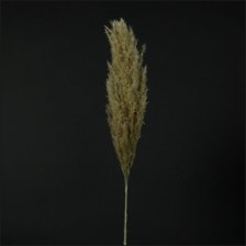 Кортадерия