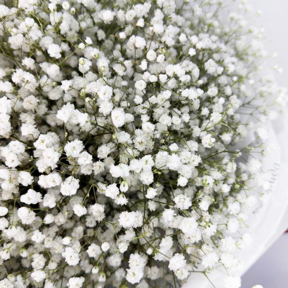 Букет из 15 белых гипсофил