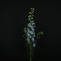 Дельфиниум