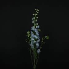 Дельфиниум