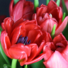 Коробочка цветов с тюльпанами | цвет на выбор