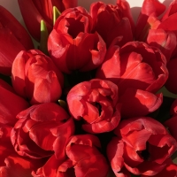 Букет из 15 тюльпанов (цвет из имеющихся)