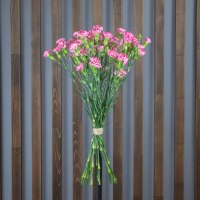 Гвоздика Кустовая