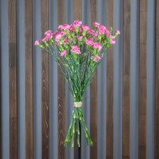 Гвоздика Кустовая