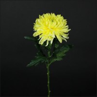 Хризантема Магнум жёлтый