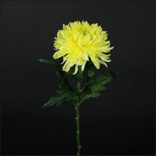 Хризантема Магнум жёлтый