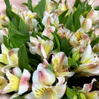 Букет из 17 альстромерий