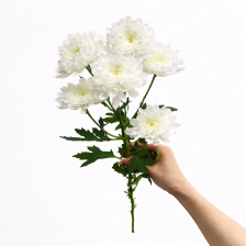 Хризантема Алтай 