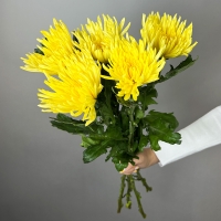 Букет из 5 желтых хризантем