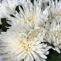9 белых хризантем